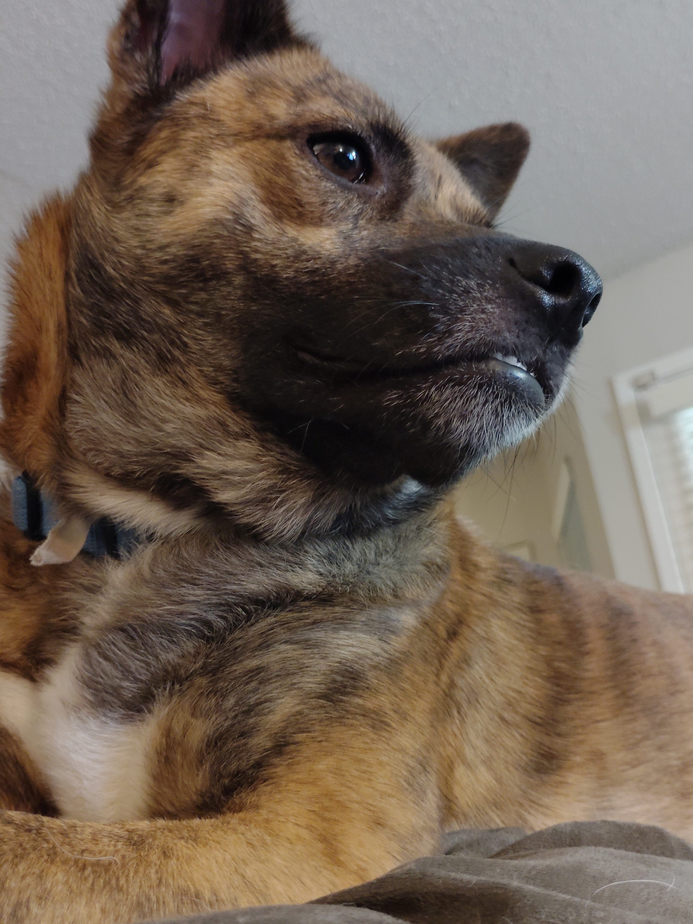 A photograph of a brown, brindle dog with a black muzzle and dark ears and a white blaze on their chest lounging on the top of the couch