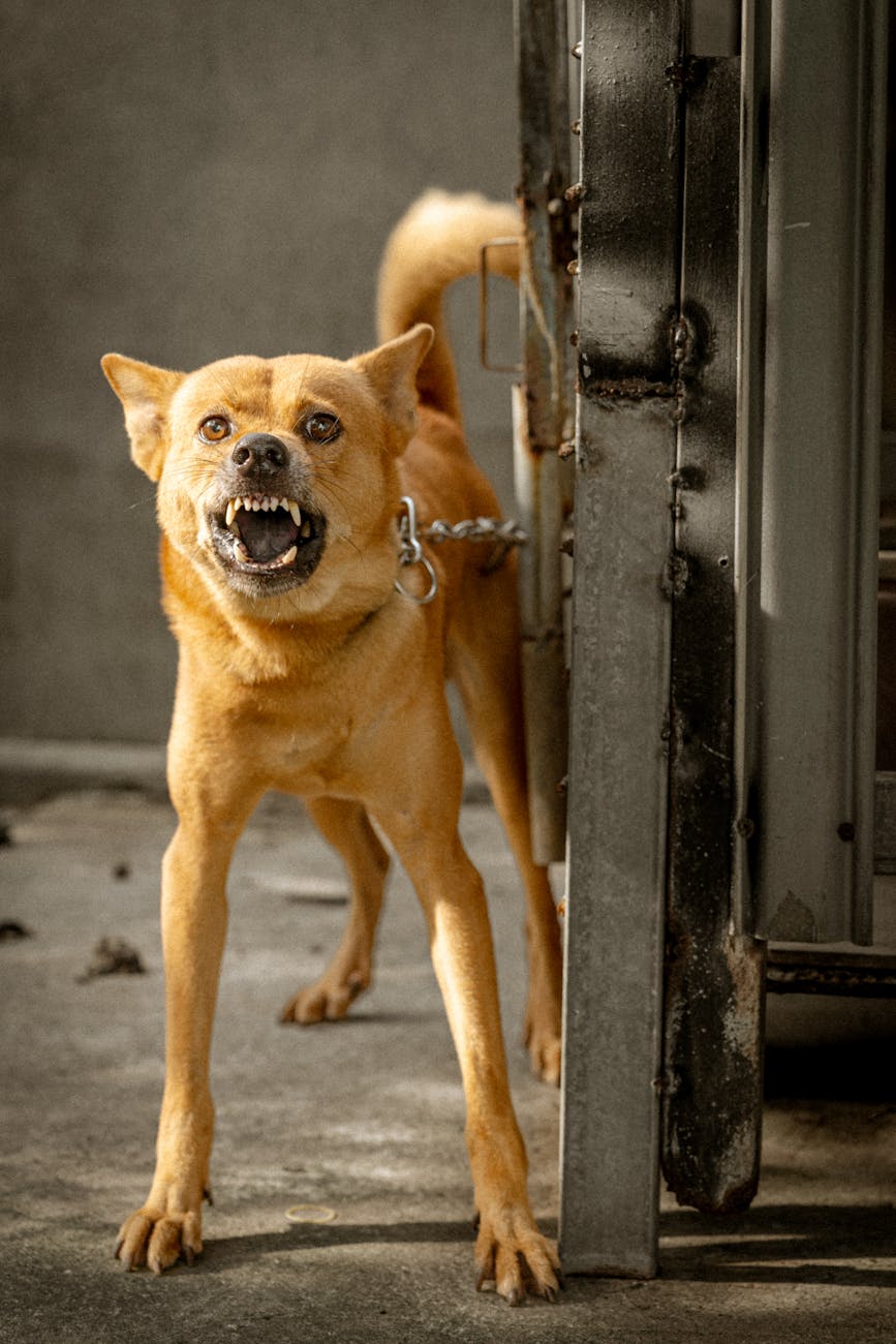 Understanding Dog Resource Guarding: Signs and&nbsp;Solutions