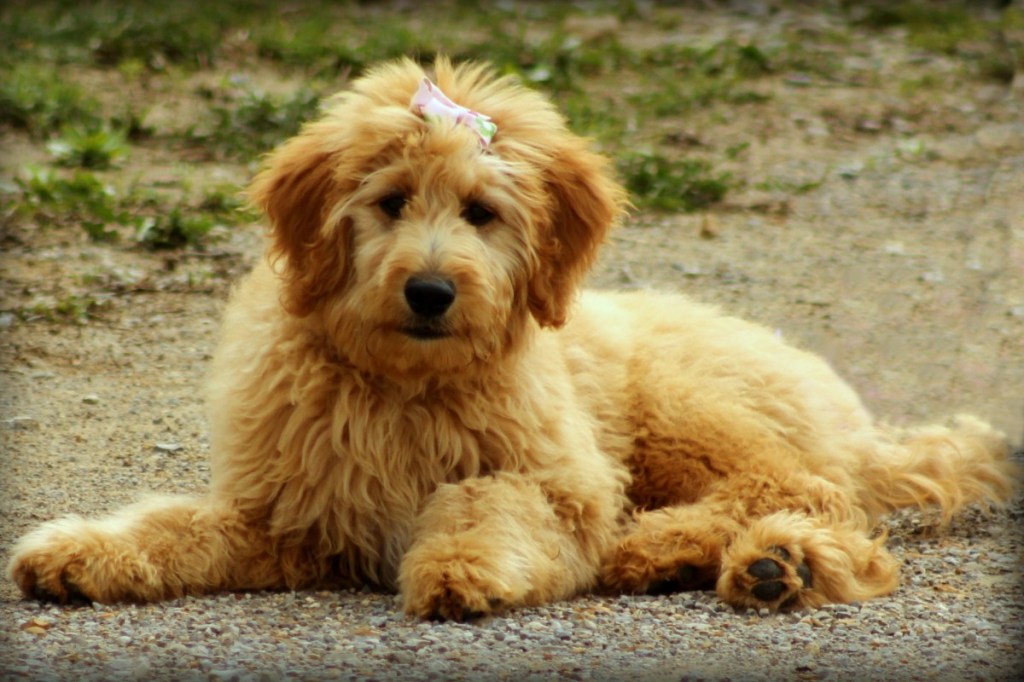 Image of a goldendoodle with a small bow on their forehead resting on a gravel surface with spotty grass in the background.

Image via pixhere.com