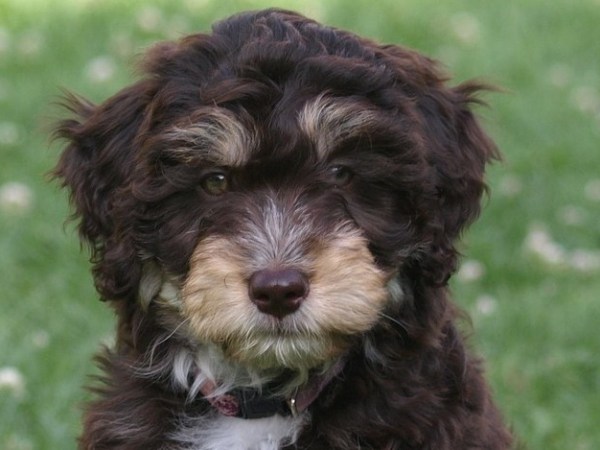 Doodles: Best Dog Ever or a Ticket on The Hot Mess&nbsp;Express?