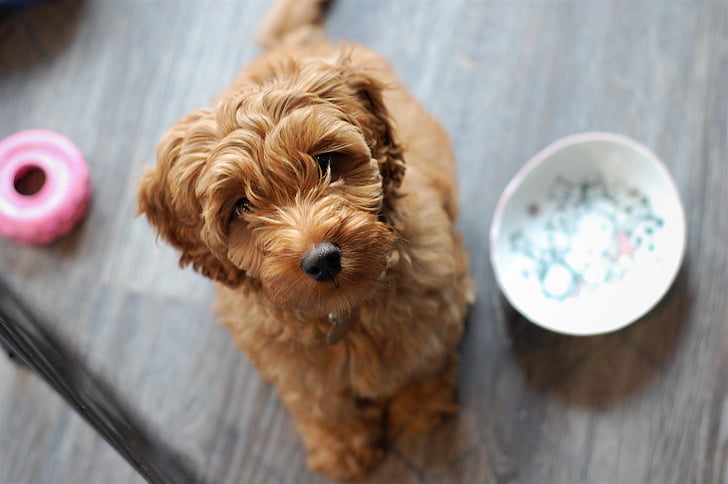 An apricot colored goldendoodle sits beside a bowl with a toy in the background
Image via www.pickpik.com