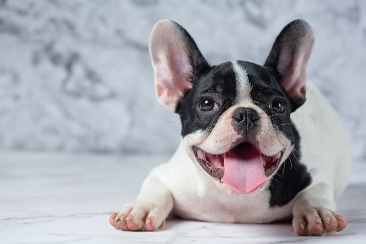 A black and white French bulldog looks at the camera with a smile. Frenchies and other popular breeds are common victims of puppy mills.

Image via freepik.com