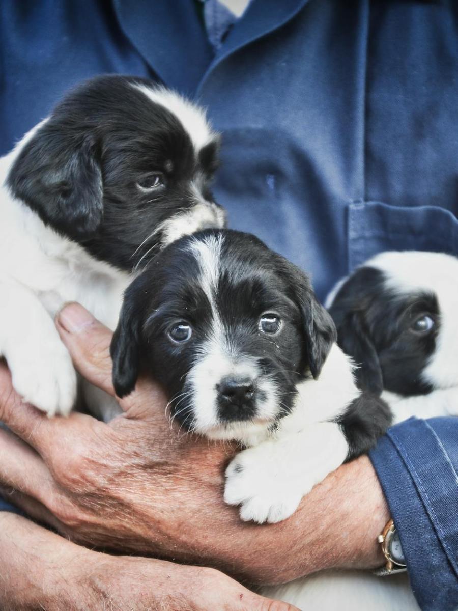 How to Find a Good Dog Breeder Without Getting&nbsp;Scammed