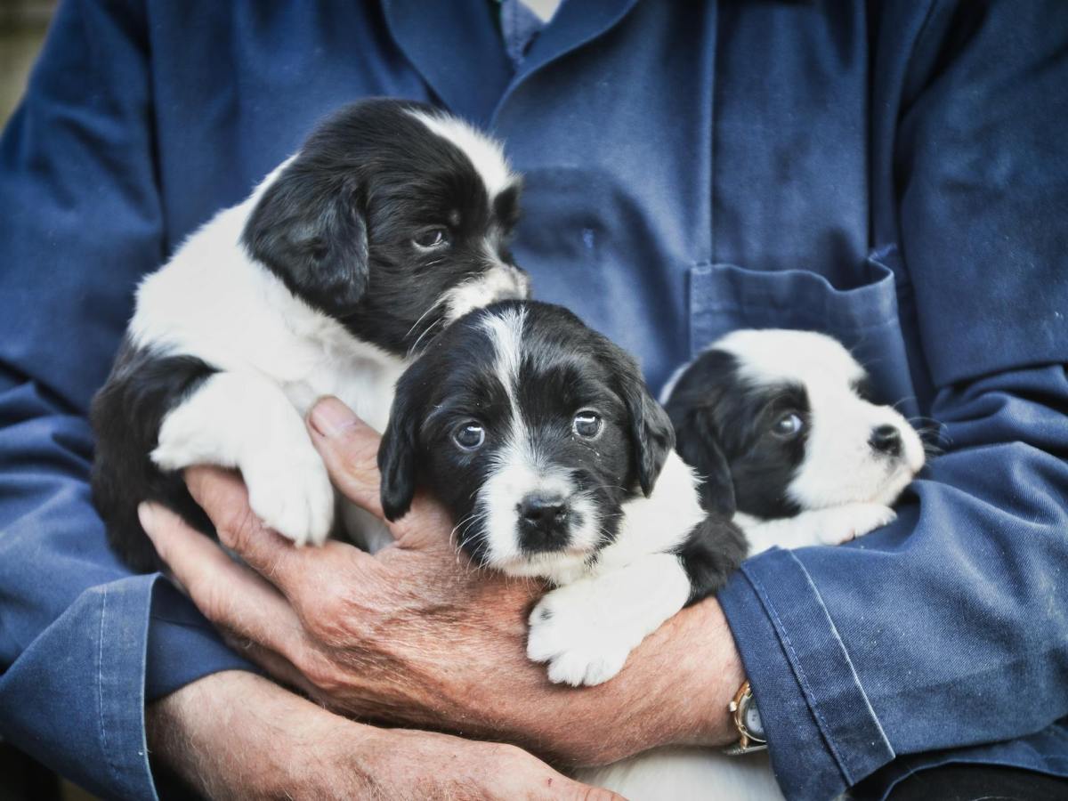 How to Find a Good Dog Breeder Without Getting&nbsp;Scammed