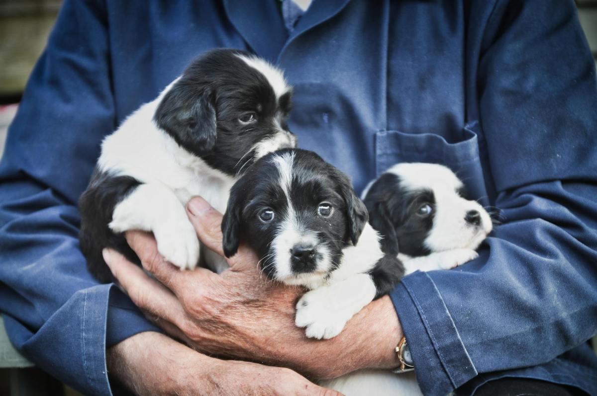 How to Find a Good Dog Breeder Without Getting&nbsp;Scammed