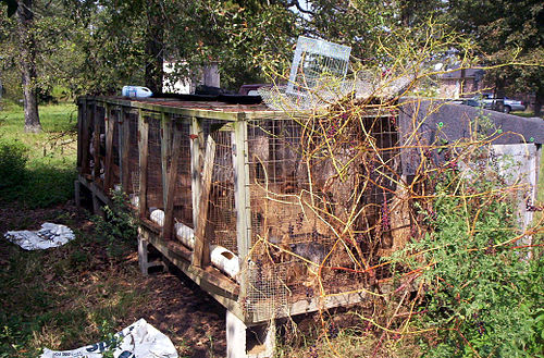 A row of poorly maintained wooden cages found at a puppy mill. There is debris on top of the cages and on the ground in front of them. 